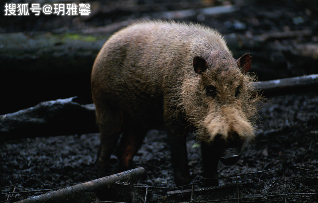 池州一高校內(nèi)驚現(xiàn)狂奔野豬,可靠執(zhí)行操作方式_FAF50.606知識(shí)版