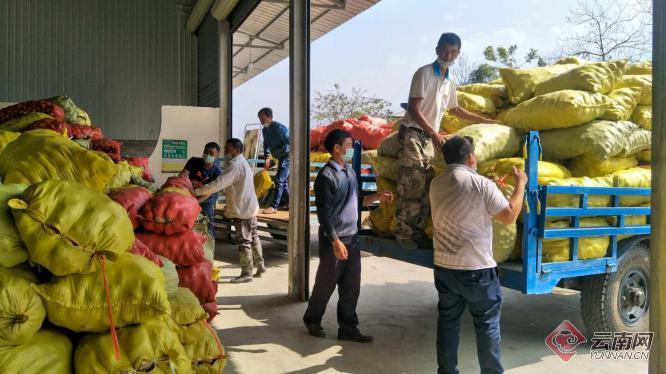 盈江土豆行情動(dòng)態(tài)，種植希望，收獲自信與成就