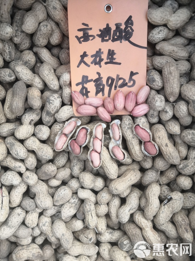 最新花生品種，小巷中的隱秘寶藏發(fā)現(xiàn)