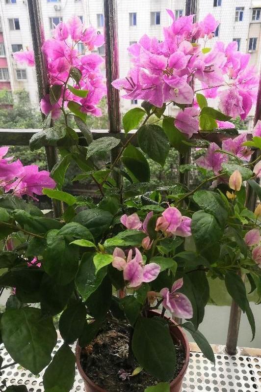 小巷深處的獨(dú)特花語(yǔ)，最新殘花之美