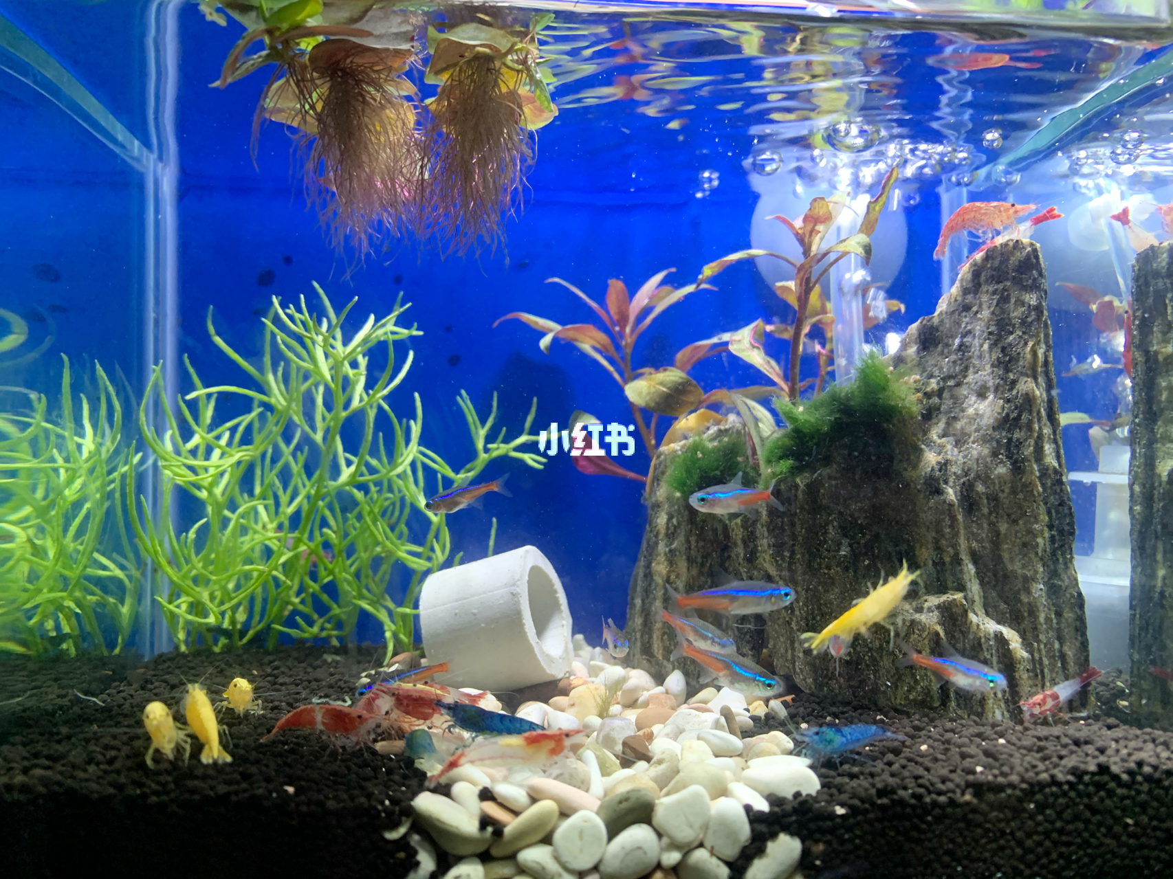 最新魚缸圖片，水族美學(xué)的時(shí)代變遷欣賞