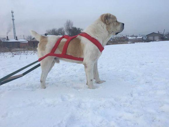 中亞犬，小巷深處的神秘秘境探索