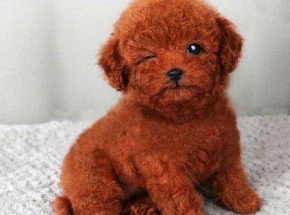 最新小鹿犬，趣事不斷，傳遞溫馨友誼與愛的小使者